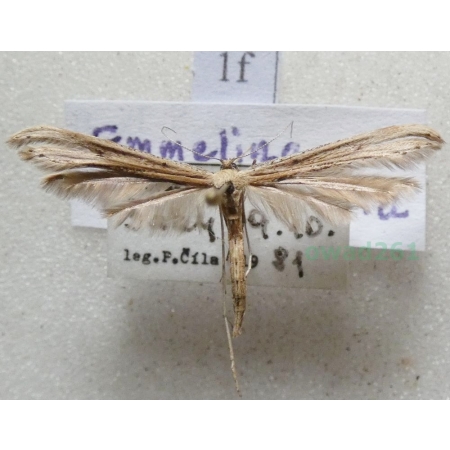 Emmelina monodactyla (Linnaeus, 1758) Piórolotek zwyczajny Slovakia1f